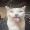 𝔠𝔬𝔯𝔢𝔶's selling server discord icon