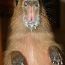 capybara gang Discord server icon