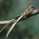 The Nightjars Discord server icon