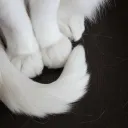 𝐒𝐡𝐢𝐧𝐞 ₊˚⊹ᰔ