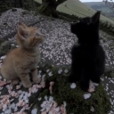 𑣲 𝑑ivina𓂃˖﹒◟࿔･ﾟ Discord server icon