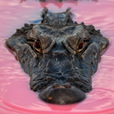 WackyGators Discord server icon