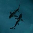 🐋𝑌𝑜𝑢𝑟𝑂𝑐𝑒𝑎𝑛🐬