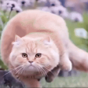 Chud family Discord server icon