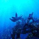 𝙒𝙤𝙧𝙡𝙙 𝙤𝙛 𝙋𝙖𝙣𝙙𝙤𝙧𝙖 𝙍𝙋 𐙚.✦ ݁˖ Discord server icon