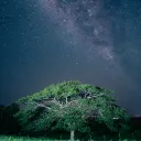 Seedling Worlds
