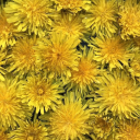 ☀⭐filled with whimsy Discord server icon