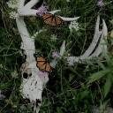 The Rainforest Discord server icon