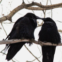 soul lead Discord server icon