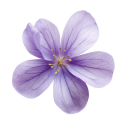 The Lavender Muses [WLW] Discord server icon