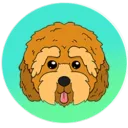 Cockapoo