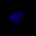 Transmasc Den Discord server icon