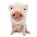 ｡^‿^｡ Discord server icon