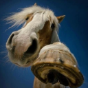 ─🐎 the stables ˚. ℧ Discord server icon