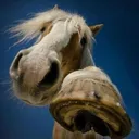 ─🐎 the stables ˚. ℧