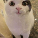 kagome (server shutting down) Discord server icon