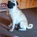 pugs r us