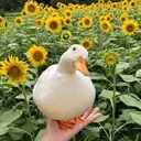 La Fields di Elleones