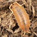 Isopod Friends!