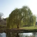 Weewy Willow World