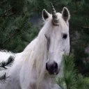 🦄 ✦ ⋆ ࣪.