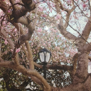 The hearts sanctuary Discord server icon