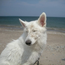 ♯ ⋮  𝄞 𝒆𝒗𝒆𝒓𝒚𝒘𝒂𝒏 .ᐟ ༉  ⋆🐾°