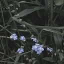 ⌗— ᥲᥣᥣᥱghᥱᥒყ gᥱᥒᥱrᥲᥣ hosριtᥲᥣ 𝟷𝟻+