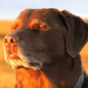 The Padded Room Discord server icon