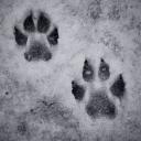 🐾 :: DIRT & PAWS [2.0]