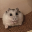 asylum Discord server icon