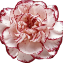 𝙲𝚊𝚛𝚗𝚊𝚝𝚒𝚘𝚗 Discord server icon