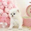 cat cat