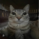 DONUT MOD 🔥🔥 Discord server icon