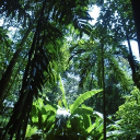 The Jungle Depo 🌴༉‧₊˚. Discord server icon