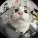 Meows