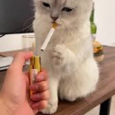 chil cat gamers