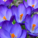 Harpsy's Hangout. 🧸🪻 Discord server icon