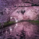 Sakura (new server in annc)