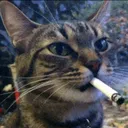 /smoke/