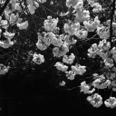 /sorrow Discord server icon