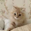 meow