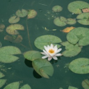 Litte pond Discord server icon