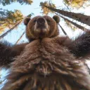 🎬│𝐁𝐄𝐀𝐑𝐂𝐎𝐑𝐄