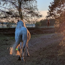 Horse Welfare
