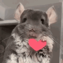 chinchilla