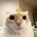 Friday's cat emote 🐱