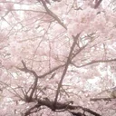 🌸 Velvet Valley 🌸