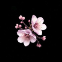 백화요란 Discord server icon