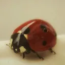 ─ ⟡ ˙ Ladybug SMP   ̟ ⊹